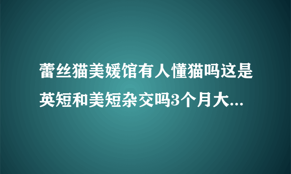 蕾丝猫美媛馆有人懂猫吗这是英短和美短杂交吗3个月大概多少价格合适