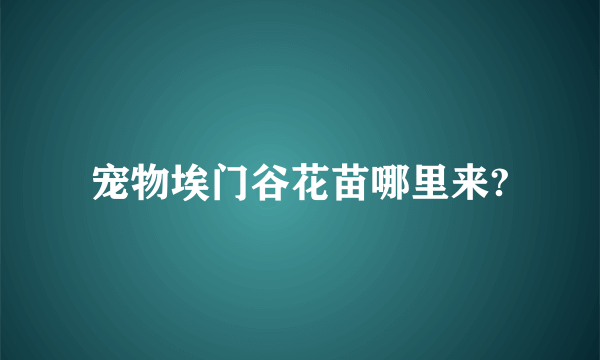 宠物埃门谷花苗哪里来?