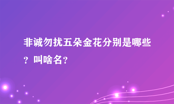 非诚勿扰五朵金花分别是哪些？叫啥名？