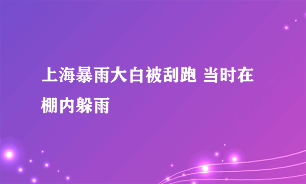 上海暴雨大白被刮跑 当时在棚内躲雨