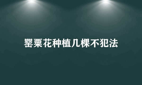 罂粟花种植几棵不犯法