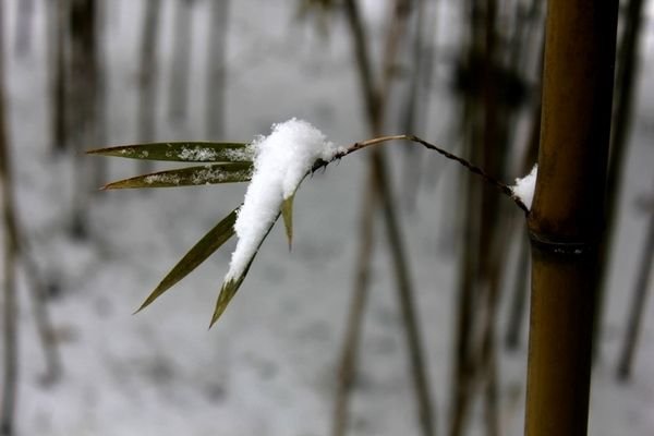 一美术老师雪地中扫出巨幅雪竹图，她的作品为何引得多数人点赞？