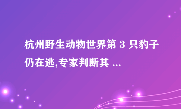 杭州野生动物世界第 3 只豹子仍在逃,专家判断其 或已死亡