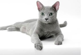 瑞士举行国际猫展 都有什么世界超名贵的猫啊？