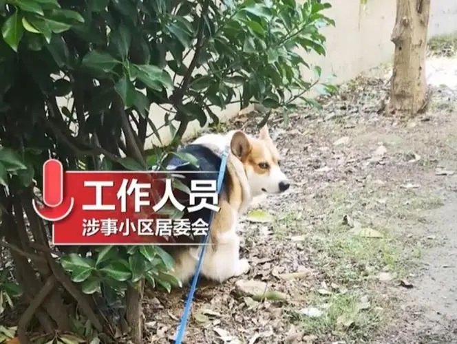 上海一居委会回应柯基被拖路边处理一事，是否会对狗主人进行赔偿？