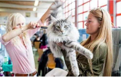 瑞士举行国际猫展 都有什么世界超名贵的猫啊？