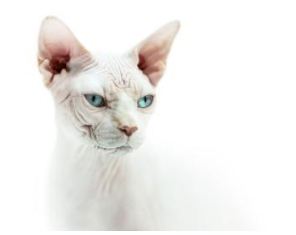 瑞士举行国际猫展 都有什么世界超名贵的猫啊？