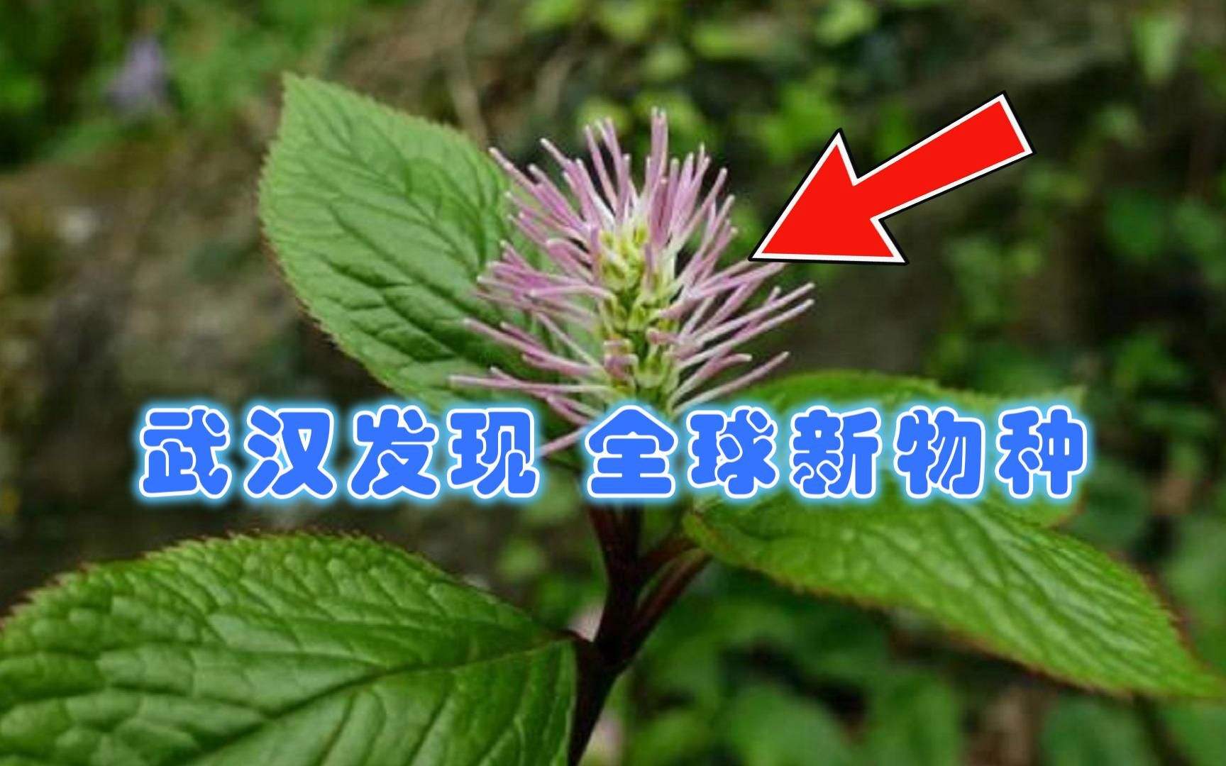 新物种！绯红金粟兰在湖北武汉被发现，绯红金粟兰有何价值？