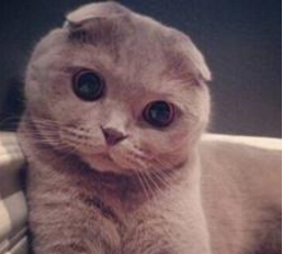 瑞士举行国际猫展 都有什么世界超名贵的猫啊？