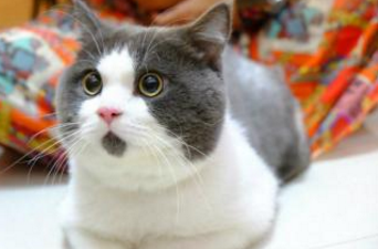瑞士举行国际猫展 都有什么世界超名贵的猫啊？