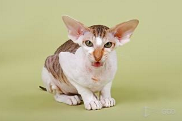 瑞士举行国际猫展 都有什么世界超名贵的猫啊？