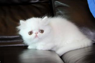 瑞士举行国际猫展 都有什么世界超名贵的猫啊？