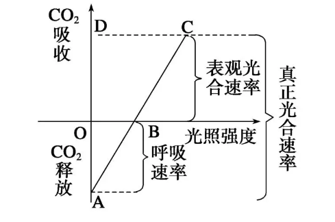 净光合速率和总光合速率的关系？