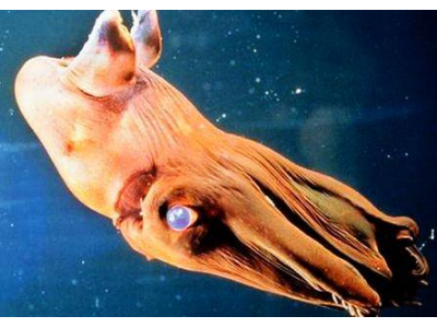 深海100000米以下生物?