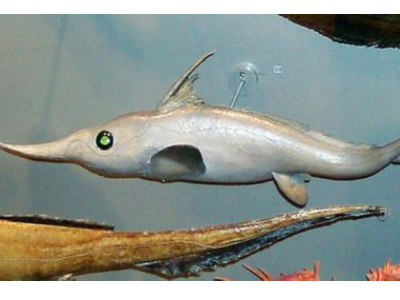 深海100000米以下生物?