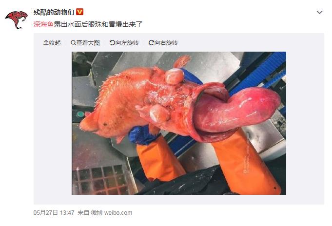 骂人深海鱼是什么意思？有一只深海鱼在游泳是什么梗