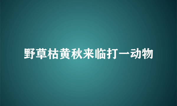 野草枯黄秋来临打一动物
