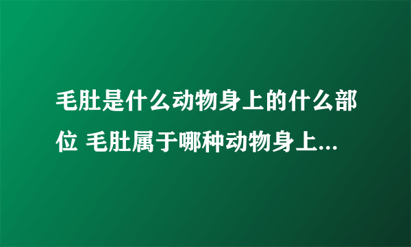 毛肚是什么动物身上的什么部位 毛肚属于哪种动物身上的啥部位