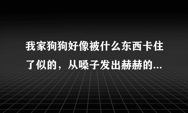 我家狗狗好像被什么东西卡住了似的，从嗓子发出赫赫的声音，好像在往外卡东西.怎么回事？