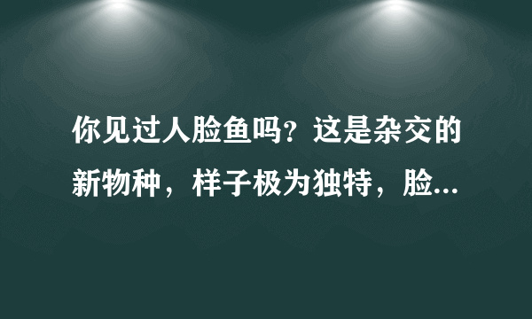 你见过人脸鱼吗？这是杂交的新物种，样子极为独特，脸越大越像人