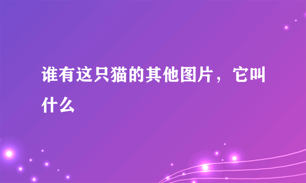 谁有这只猫的其他图片，它叫什么