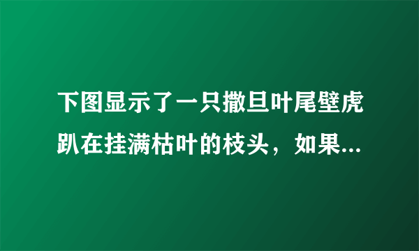 下图显示了一只撒旦叶尾壁虎趴在挂满枯叶的枝头，如果不仔细观察，很容易将其误认为是一片枯叶。这表明(　　)   ①客观事物变幻莫测②事物之间的联系是杂乱无章的③事物之间既有本质的联系，也有表面的联系④矛盾的普遍性和特殊性相互联结A．①③  B．②③C．②④  D．③④