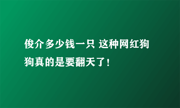 俊介多少钱一只 这种网红狗狗真的是要翻天了！