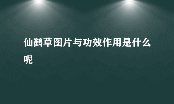 仙鹤草图片与功效作用是什么呢
