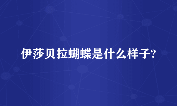 伊莎贝拉蝴蝶是什么样子?