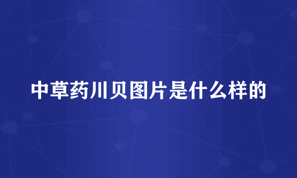 中草药川贝图片是什么样的
