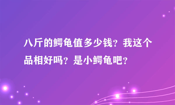 八斤的鳄龟值多少钱？我这个品相好吗？是小鳄龟吧？