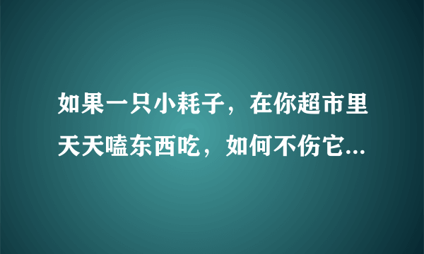 如果一只小耗子，在你超市里天天嗑东西吃，如何不伤它还能赶走它？