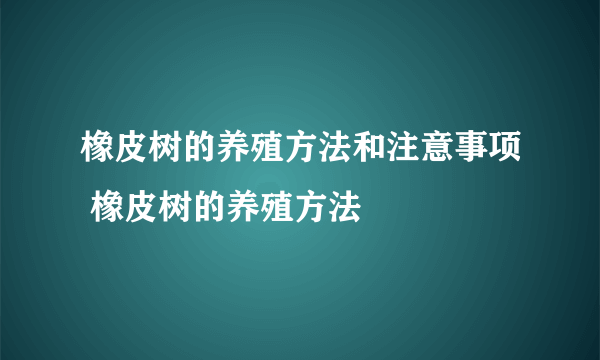 橡皮树的养殖方法和注意事项 橡皮树的养殖方法