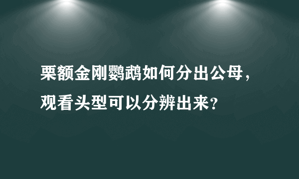 栗额金刚鹦鹉如何分出公母，观看头型可以分辨出来？