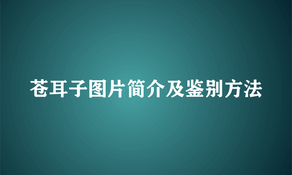 苍耳子图片简介及鉴别方法