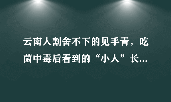 云南人割舍不下的见手青，吃菌中毒后看到的“小人”长什么样呢？