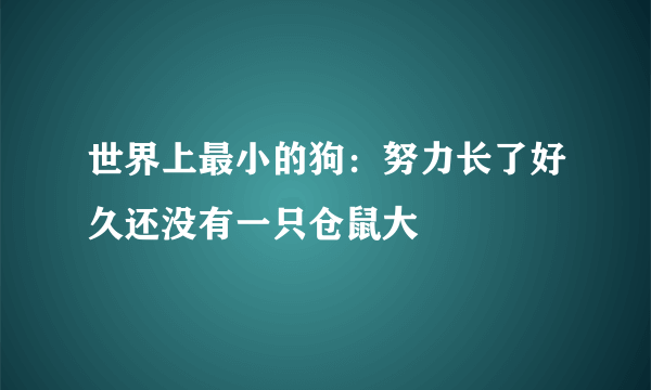 世界上最小的狗：努力长了好久还没有一只仓鼠大