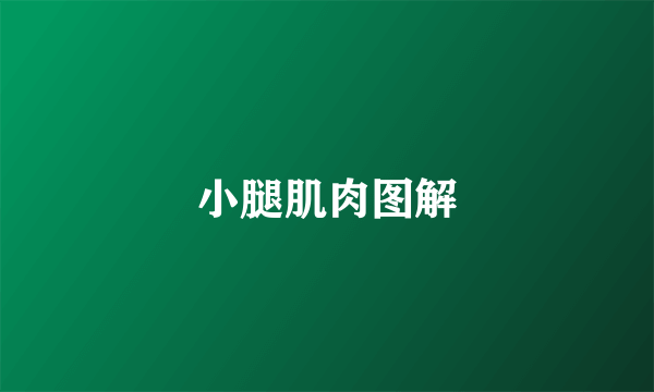 小腿肌肉图解