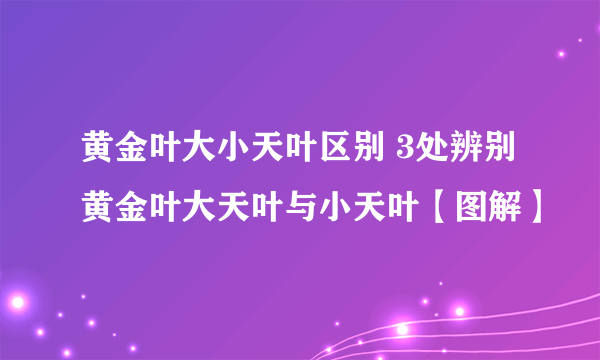 黄金叶大小天叶区别 3处辨别黄金叶大天叶与小天叶【图解】