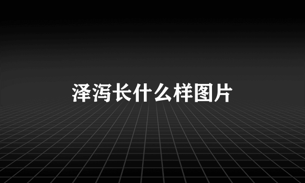 泽泻长什么样图片