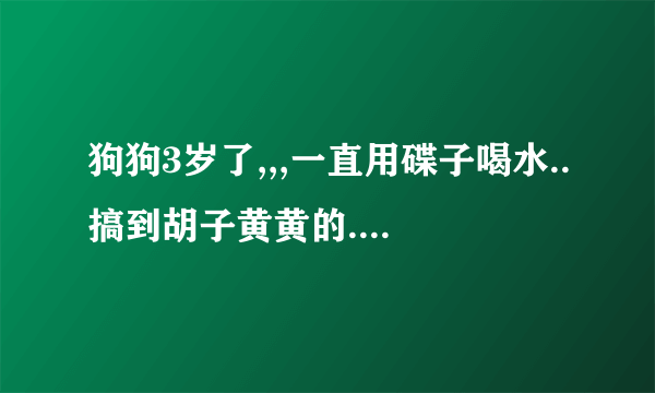 狗狗3岁了,,,一直用碟子喝水..搞到胡子黄黄的.. 现在想买个滚珠饮水器回来,,它会用么?
