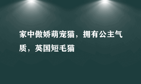 家中傲娇萌宠猫，拥有公主气质，英国短毛猫