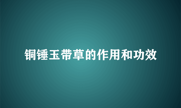 铜锤玉带草的作用和功效