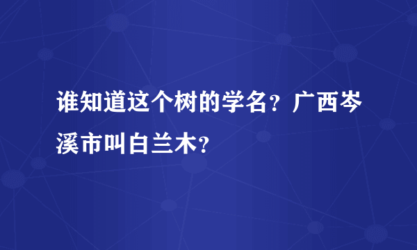 谁知道这个树的学名？广西岑溪市叫白兰木？